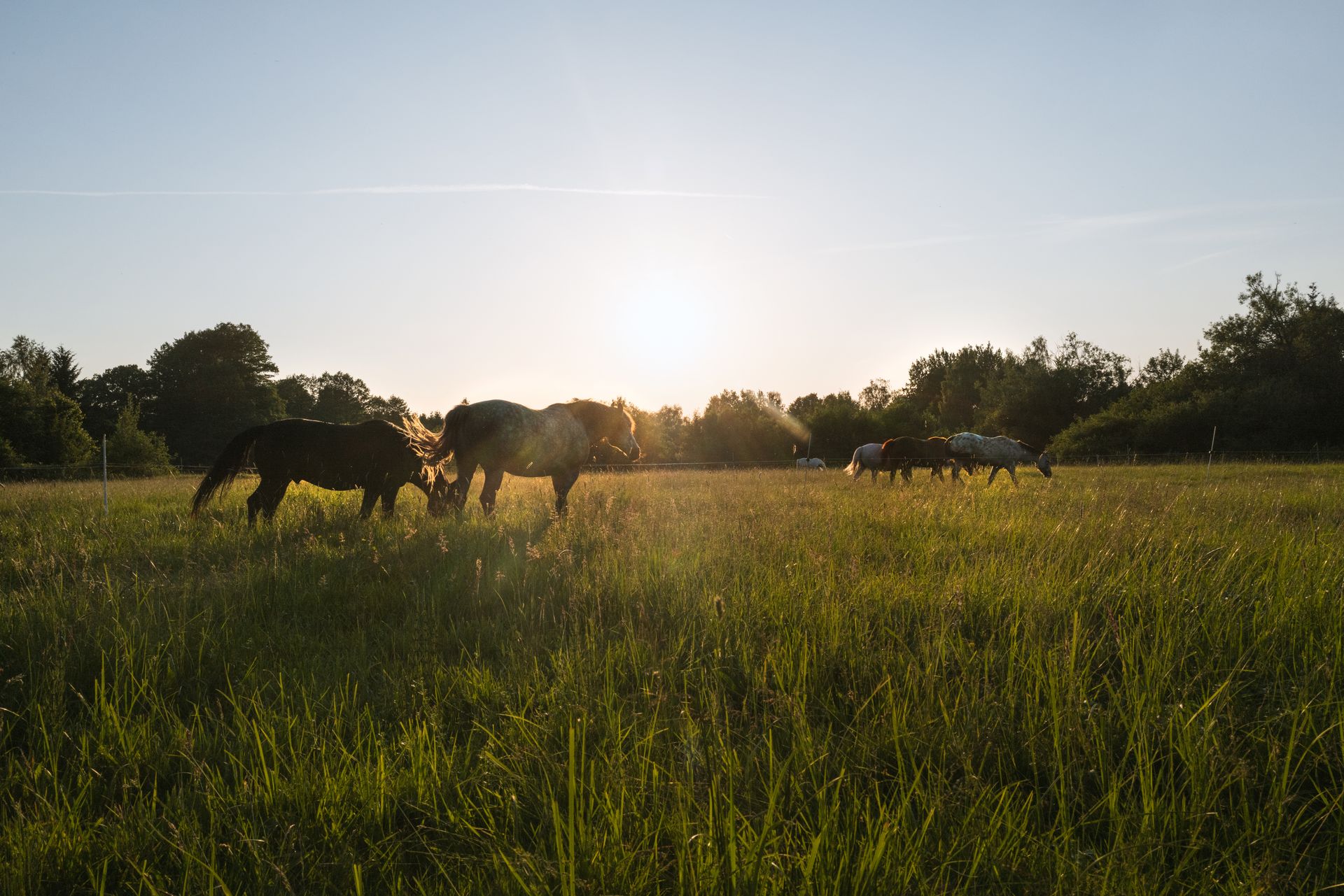 Máchovo jezero – okolí